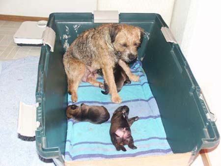 poppy&pups3