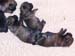 3pups