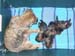 poppy&pups1