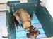 poppy&pups4