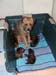 poppy&pups5