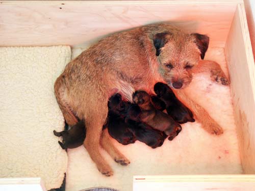 1day_litter2