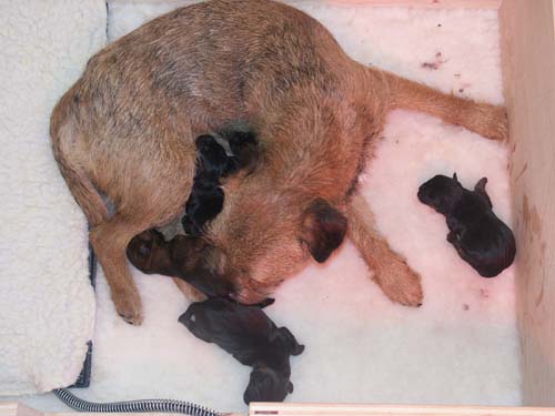 1day_litter3