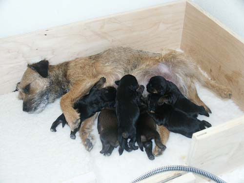 1week_litter1