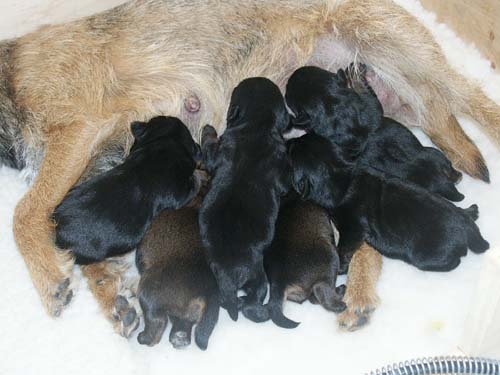 1week_litter3