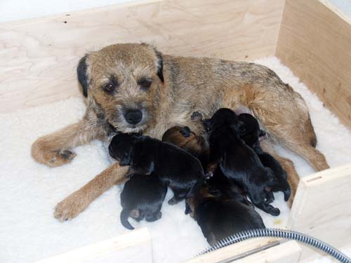 1week_litter4