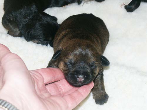 1week_tank