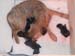 1day_litter3
