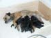1week_litter1