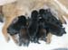 1week_litter3