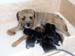 1week_litter4