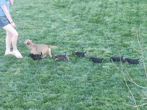 5weeks_ducklings1