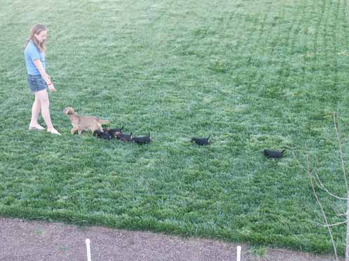 5weeks_ducklings3