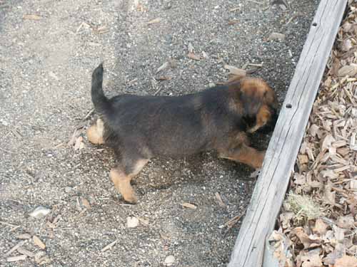 6weeks_digging