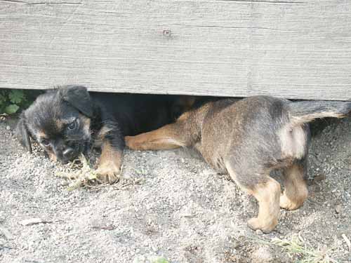 6weeks_earthdog3