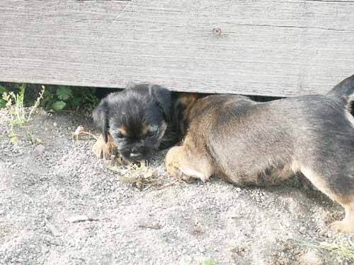 6weeks_earthdog4
