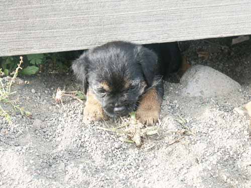6weeks_girl1