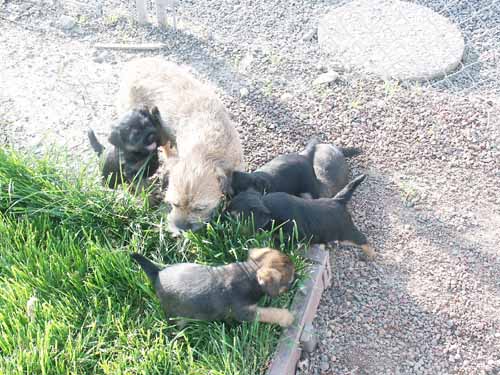 6weeks_grazing2