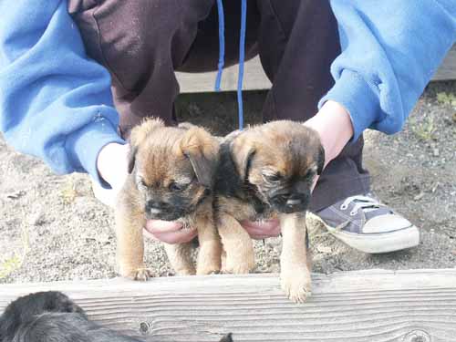 6weeks_grizzleboys2