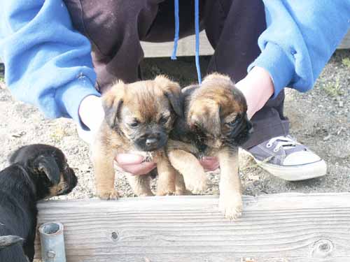6weeks_grizzleboys3