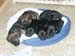 5weeks_snuggle