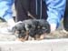 6weeks_blueboys1