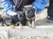 6weeks_blueboys2