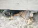 6weeks_earthdog3