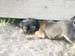 6weeks_earthdog4