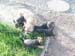 6weeks_grazing2
