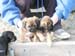 6weeks_grizzleboys3