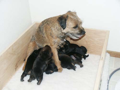 2week_litter1