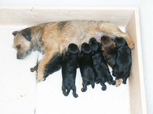 2week_litter2