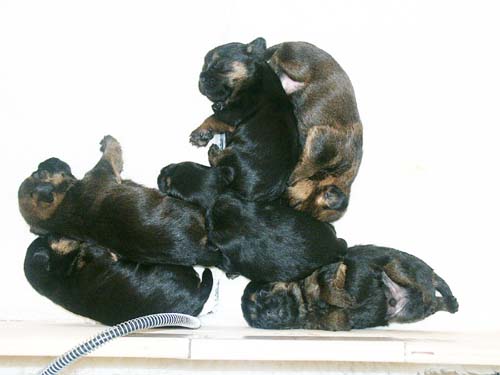 2weeks_sleepybunch
