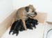 2week_litter1