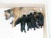 2week_litter2