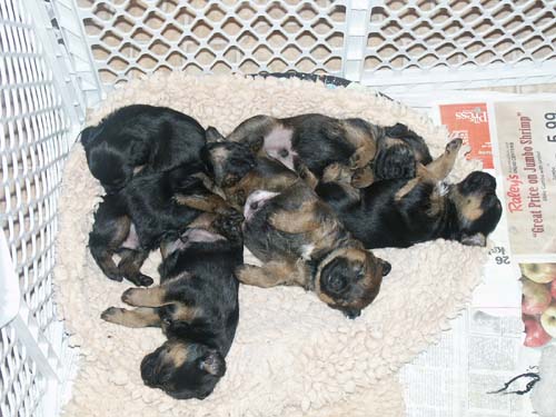 4 weeks_nap1