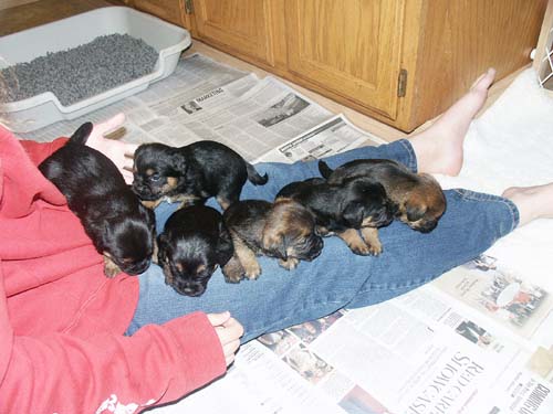 4weeks_lapful