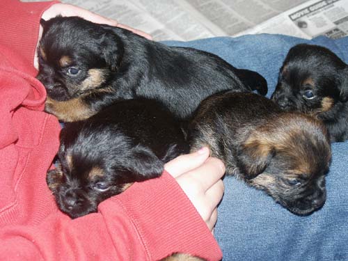 4weeks_lapful1
