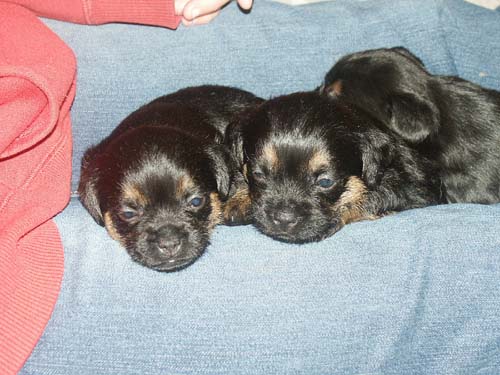 4weeks_lapnap