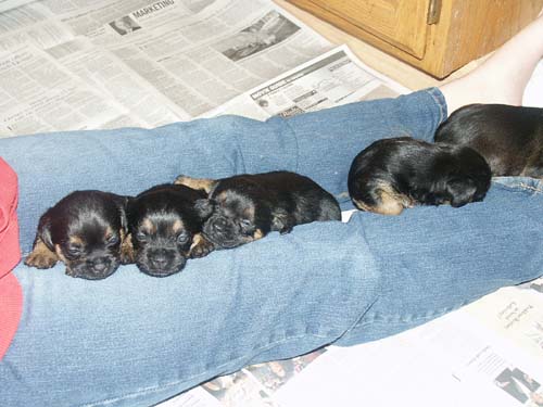 4weeks_lapnap2