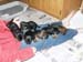 4weeks_lapful