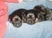 4weeks_lapnap
