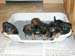 4weeks_potty1
