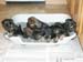 4weeks_potty2