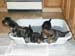 4weeks_potty4