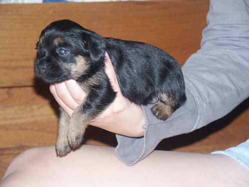 3wk-blue-girl