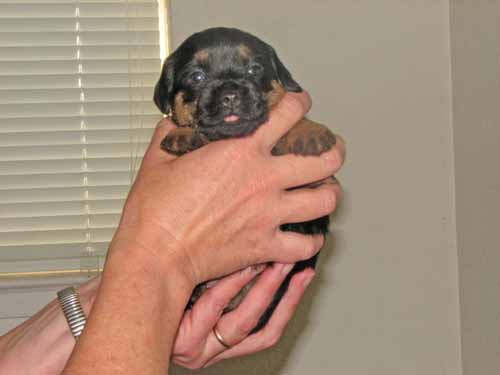 3wk-bluegirl1
