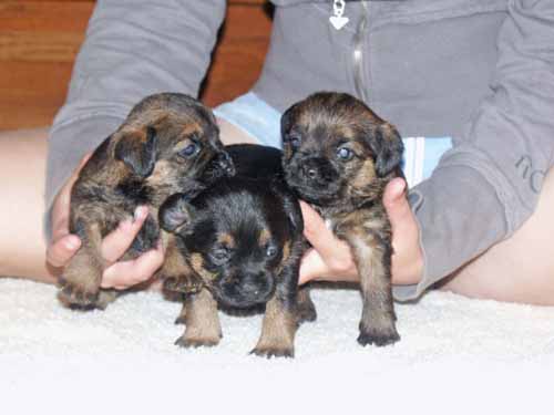 3wk-girls2