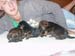 3wk-girls1